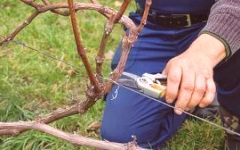 Съвети и трикове за хранене на гроздето през пролетта