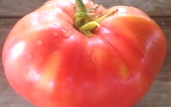 Agrotecnia para uma rica colheita de tomate Rosa mel

Tomate