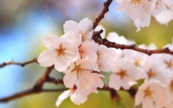 Prečo čerešňa zastavila kvitnutie a ovocie čerešní