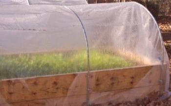 Odporúčania pre pestovanie cibule v skleníku na zelenej

cibuľa