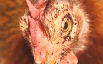 Пилешки бълхи: как да се спасят птици от вредители Пилета