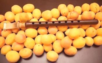 A origem, distribuição e uso de damasco armênio Apricot
