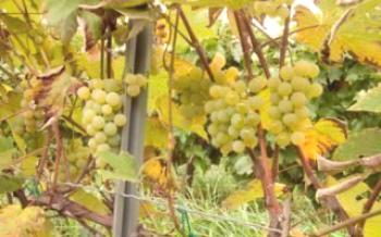 Regras para o cultivo de uvas Louise Swenson em regiões frias