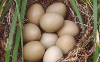 Колко дълго се излюпват яйцата от фазани