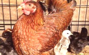 Como desinfectar adequadamente o galinheiro?

Galinhas