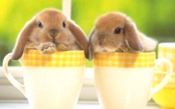 Как да се организира грижата и храненето на декоративни зайци

Зайци
