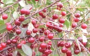 Vlastnosti cherry Shubinka

čerešňa