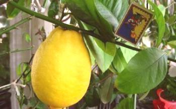 Como cuidar da variedade de limão Novogruzinsky

Limão