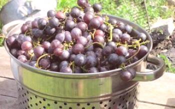 Как да се ускори узряването на гроздето?