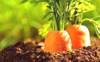Règles de plantation des carottes pour les carottes d'hiver