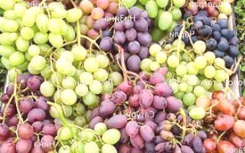 Период на зреене на различни сортове грозде