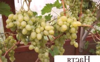 Тайните на отглеждане на грозде Настя