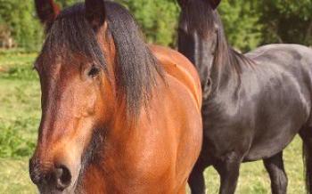 Красиви прякори за конете под формата на маса Коне