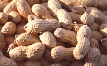 Čo sú arašidy

orech