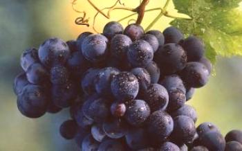 Simona - uma variedade de uva precoce saborosa, de alto rendimento, forte crescimento