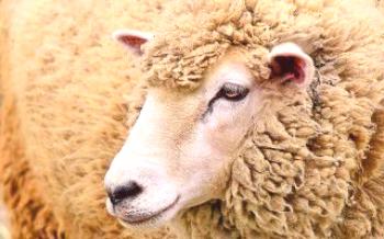 Descrição das ovelhas Prekosy: carne precoce e lã de ovelha
