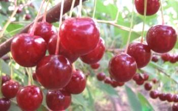 Características da cereja de sobremesa Morozova Cherry