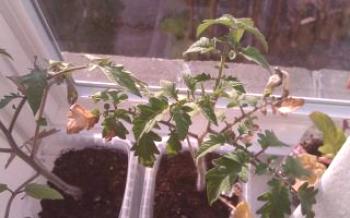 Feuilles d'automne dans les plants Tomate