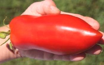 Пипер домати, характеристика и приложение.домат