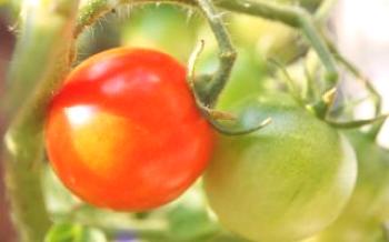 Sadenice paradajok nerastú Tomato
