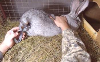 Aké očkovanie potrebujú králiky?

králiky