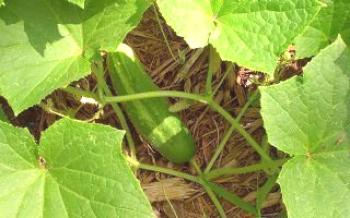 Какво краставици се препоръчва да се засадят на открито

краставици