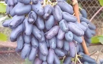 Агротехника за отглеждане на грозде Одеса Сувенир
