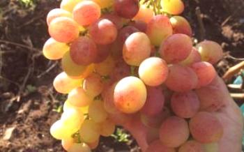 O que você precisa saber sobre a variedade de uvas Tason