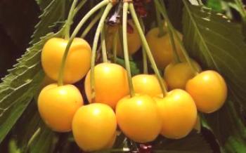 Como crescer Orlovskaya Amber cereja doce para uma boa colheita

Cereja