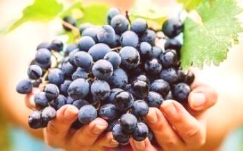 Полезни и вредни свойства на гроздето
