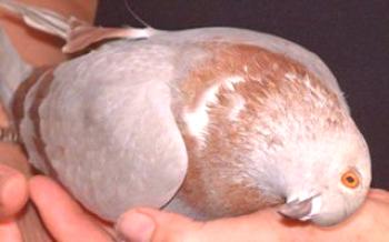 Simptomi i liječenje golubova u golubova Golubovi