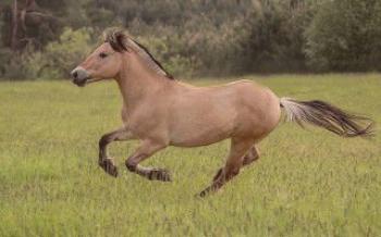 Trčanje konja: naučite identificirati različite hodove konja