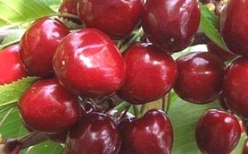 Cerejas em crescimento Bryanochka Cherry