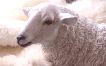 Cenurose: doença helmíntica crônica em ovinos

Ovelhas
