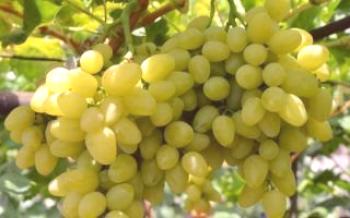 Uvas chamadas Bazhena