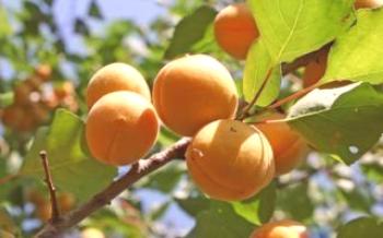 Breve descrição da variedade de damasco Tsarsky Apricot