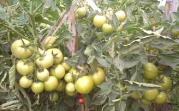 Vantagens de um grau de um tomate Andromed

Tomate