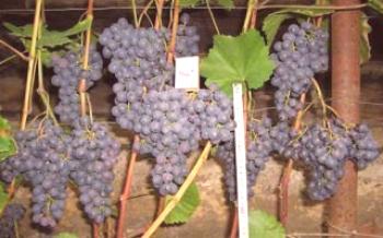 Variedades de uvas para iniciantes