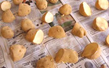 Основни правила и предимства на засаждане на картофи с очи Картофи