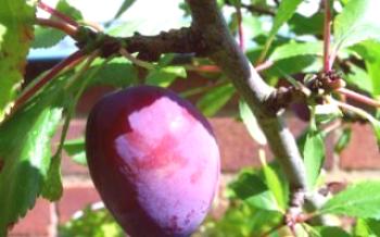 Cultivando variedades de ameixas Ameixa Favorita do Sultão