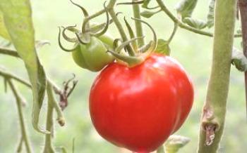 Kako rasti paradajz rajčice