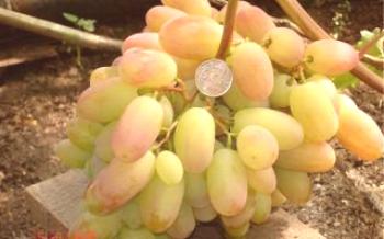 Zhosten je grožđe koje se može nazvati nektar bogova