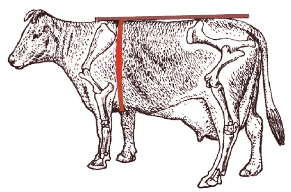 Что у коровы впереди у быка позади
