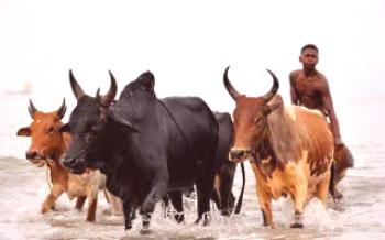 Зебу - разнообразие от обикновени крави.