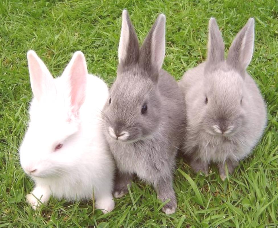 В питомнике живет несколько кроликов разного