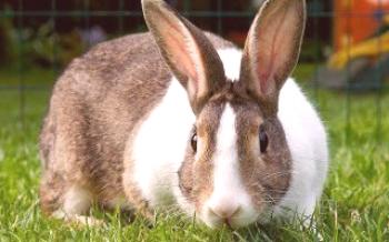 Chovné králiky: trvanie gravidity

králiky