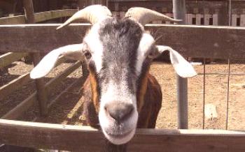 Os benefícios da criação de caprinos leiteiros

Cabras