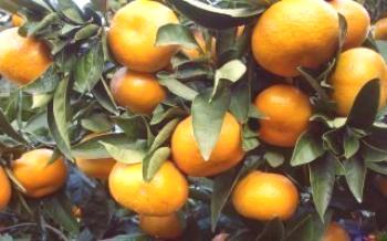 Características Mandarin Unshiu Citrus