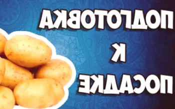 Faze pripreme krumpira za sadnju krumpira