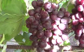 Rochefort grožđe